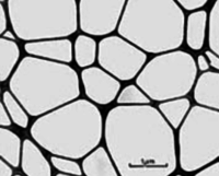 Vasta gamma di Lacey grids: Lacey Formvar/Carbon, Lacey Carbon Type-A, Lacey Formvar/Silicon Monoxide e Lacey Carbon (senza Formvar)